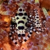 shrimp_coleman_bhr_tam_v_0358_bal6220.jpg